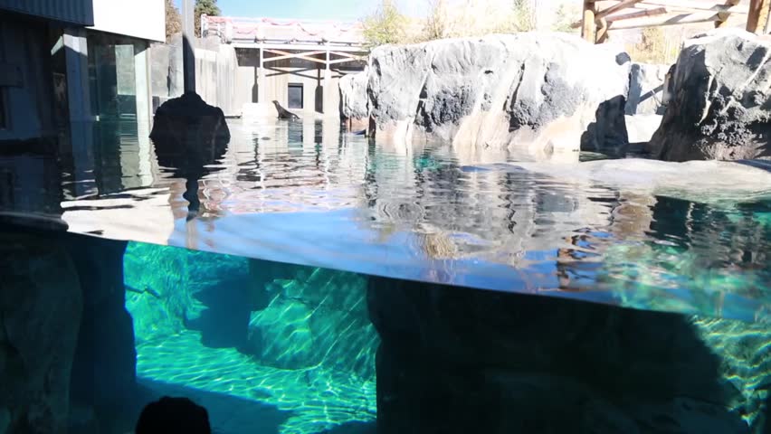 People at a zoo watching  seals swim in an aquarium