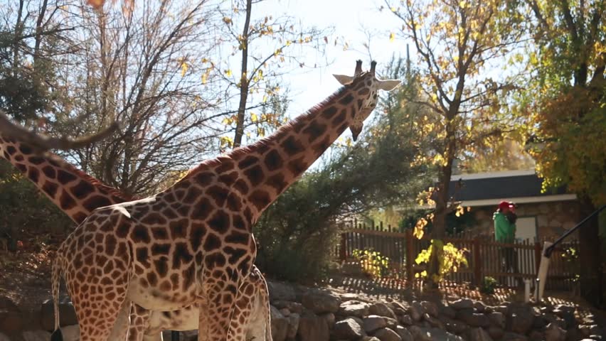 Giraffes at a zoo