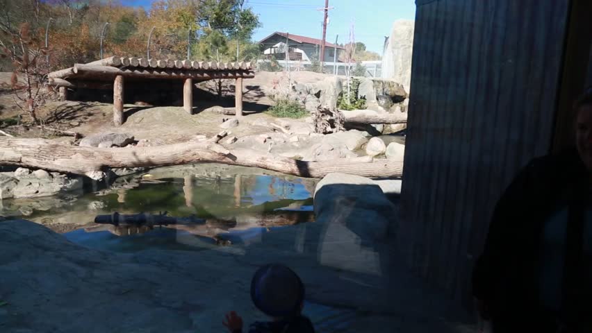 A toddler watching the grizzly bears at the zoo