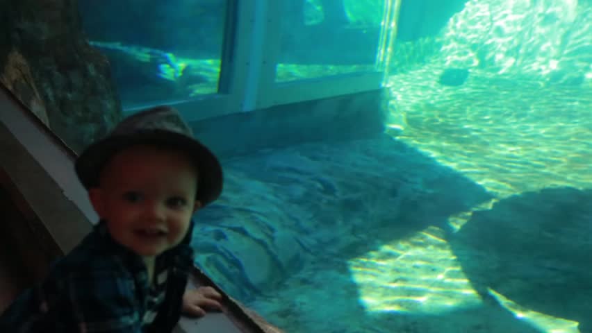 A little boy watching the seals at the zoo aquarium