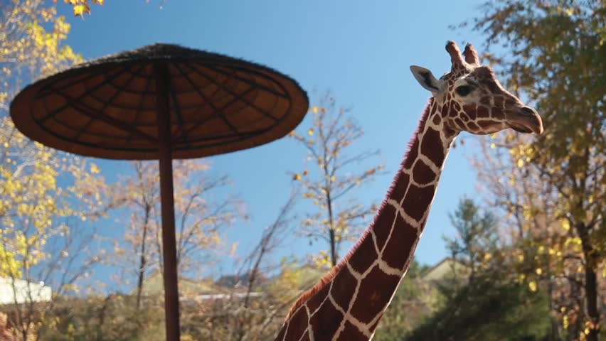 Giraffes at the zoo