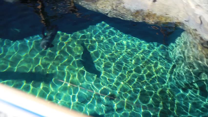 Seals swimming in a zoo aquarium