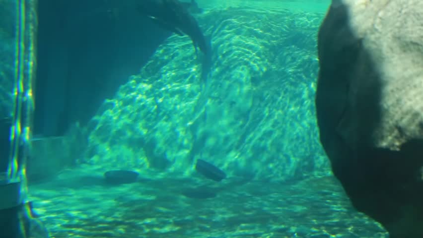 A seal swimming around in the aquarium at the zoo