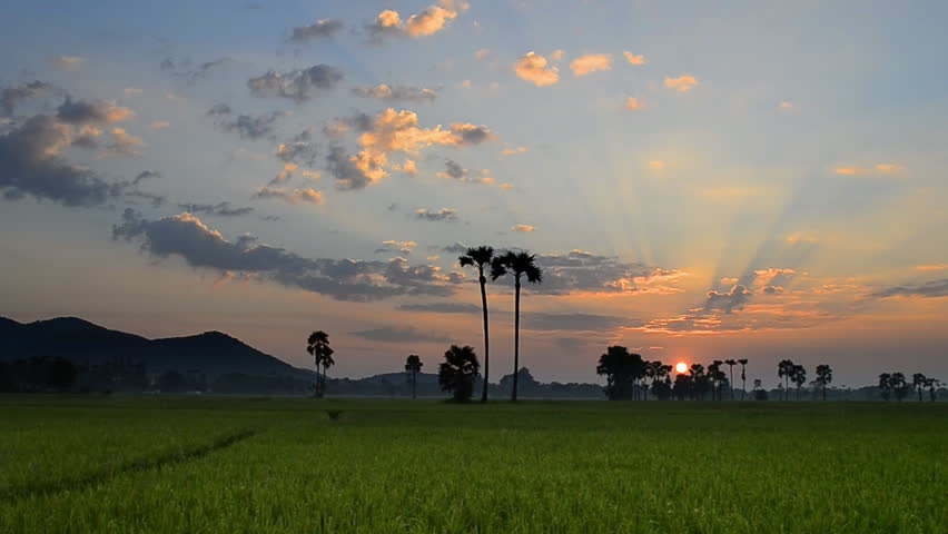 Rice Farm In Countryside And Beautiful Sunset