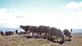 Sheep in a mountain top field - Stock Video. Lots of sheep in a field eating from a trough at high altitude mountain top.