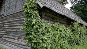 Old cedar wooden shake shingle roof of the hop Humulus in the old log house cabin barn. The whole side of the old cabin log is covered with green hops Humulus. Hop use in beer.