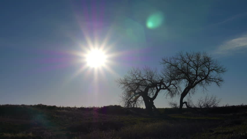 Beautiful sunrise behind some old twisted Cottonwood trees. HD 1080p time lapse.