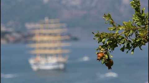 Pomegranate tree, 2 clips, old ship in background