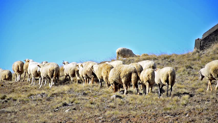 Sheep in spring - Stock Video. Flock of sheep running on the country mountain