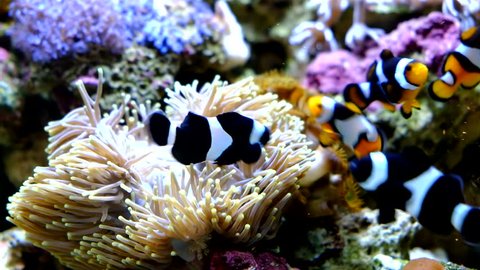 anemone fish and crown fish