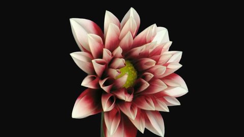 Time-lapse of blooming red dahlia 1d1 in PNG+ format with alpha transparency channel isolated on black background.

