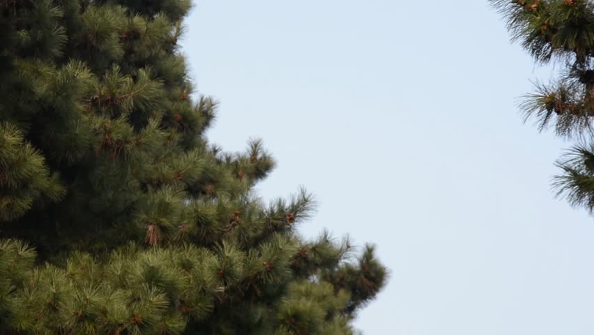 Statue of Confucius, located in temple of Confucius, Harbin City, Heilongjiang Province, China.