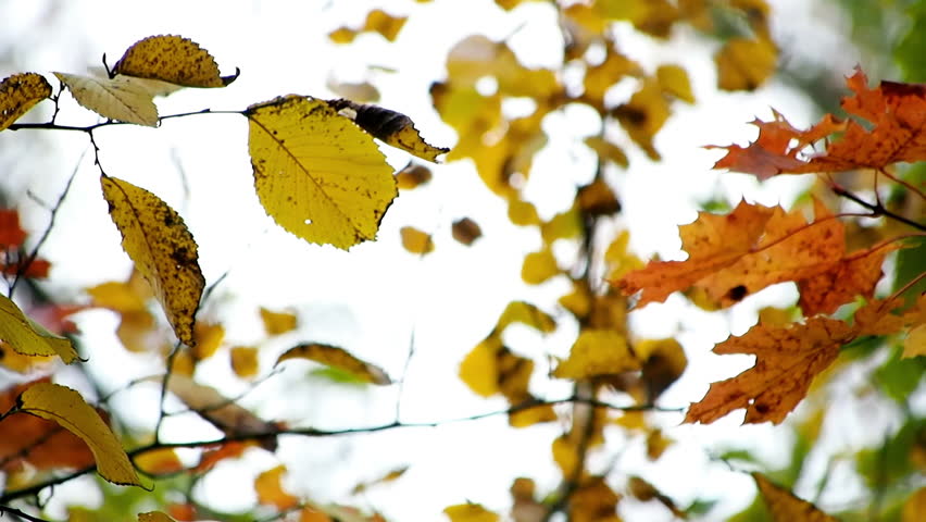 close-up of leafs in autumn wind against white, allegorical of e.g. farewell