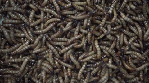 Meal worms is the common name for the larvae of the beetle Tenebrio molitor. 