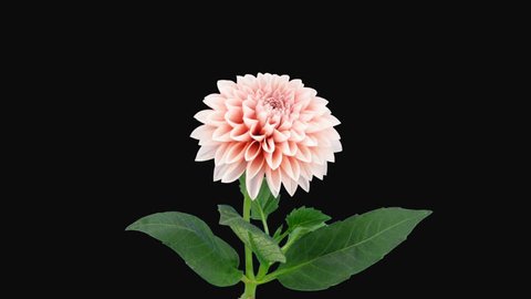 Time-lapse of opening pink dahlia (Georgine) flower 7x1 in PNG+ format with alpha transparency channel isolated on black background
