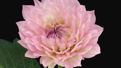 Time-lapse of blooming pink dahlia (georgine) flower 4x1 in PNG+ format with alpha transparency channel isolated on black background
