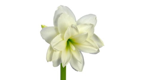 Time-lapse of opening white amaryllis Christmas flower 13b1 in PNG+ format with ALPHA transparency channel isolated on white background
