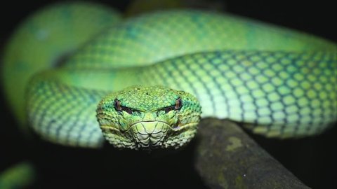 A venomous Wagler's Green Tree Pit Viper (Tropidolaemus wagleri) looks at camera and flicks tongue in Borneo jungle. AKA Temple Viper because of abundance around Temple of the Azure Cloud in Malaysia.