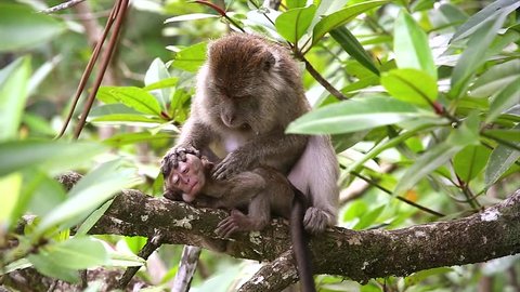Mother and baby Long-tailed or Crab-eating Macaques (Macaca fascicularis) groom & socialize in Borneo jungle. These scratching & grooming sessions are important in maintaining bonds & family structure