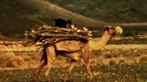 ADEN, CIRCA 1960: Aden Protectorate Bedouin camel caravan vintage HD. British Aden Protectorate in southern Arabia.  One of a kind private owned vintage and historic 8mm film. Republic of Yemen. 