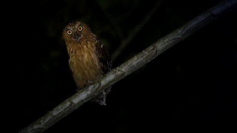 Buffy or Malay Fish Owl (Bubo ketupu) calls (screeches & screams) at night in the jungles of Borneo. Beautiful adult searches the night for prey, hunting with big and bright yellow eyes. Scary shriek.