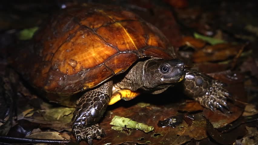 Endangered Spiny Turtle (heosemys Spinosa) Stock Footage Video (100% ...