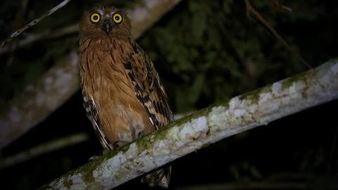 Buffy or Malay Fish Owl (Bubo ketupu) perches at night in the jungles of Borneo. Beautiful adult searches the night for prey, hunting with big and bright yellow eyes. Owl looks at & focuses on camera.