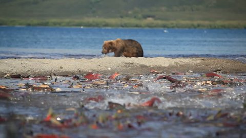 Grizzly bears fishing for salmon, Kamchatka, Russia