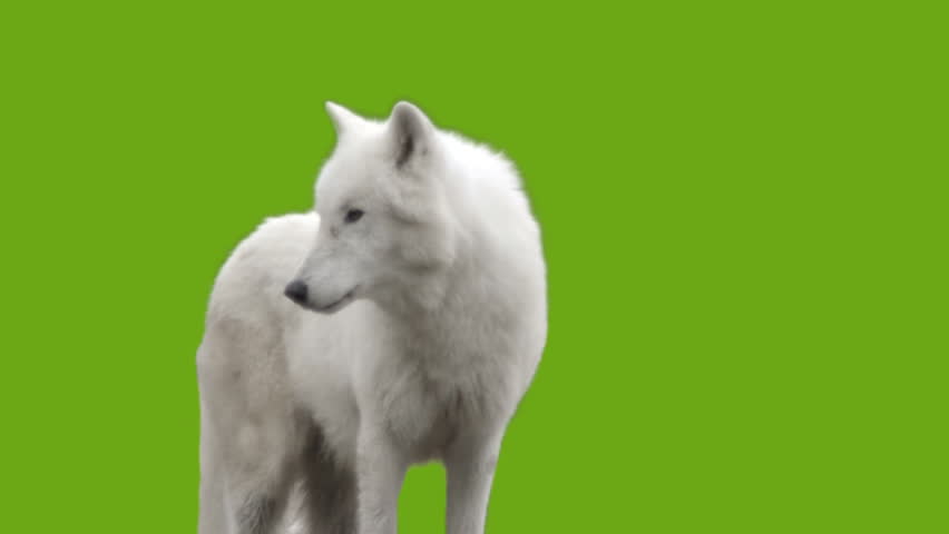 White Wolf howls - green screen