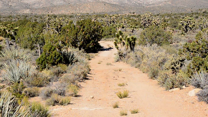 Scenic Desert Landscape in the Mojave National Preserve