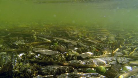 Few sticks and stones found underwater. In the wide lake floor you would see a number of wooden sticks and some different sizes of mussels stone carp.