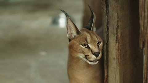 Angry caracal hissing to the camera. Shot with red camera.