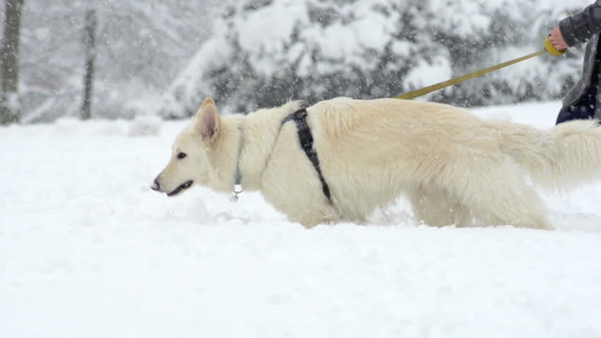 Slow Motion Of Beautiful White Swiss Shepherd Dog Walking Through High Snow