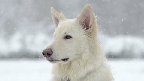 Spectacular Slow Motion Close-Up Of White Swiss Shepherd Dog And The Falling Snow