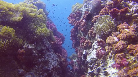 Tropical Coral reef, Underwater shot. Anemones and Soft Corals, Vibrant Colors. Beautiful underwater clip.