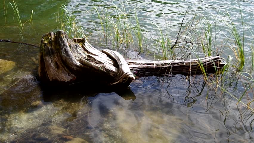 Tree stump in the water.
