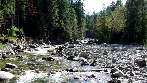 Flowing river in the coniferous forest.
