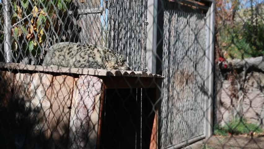 A leopard sleeping in the zoo