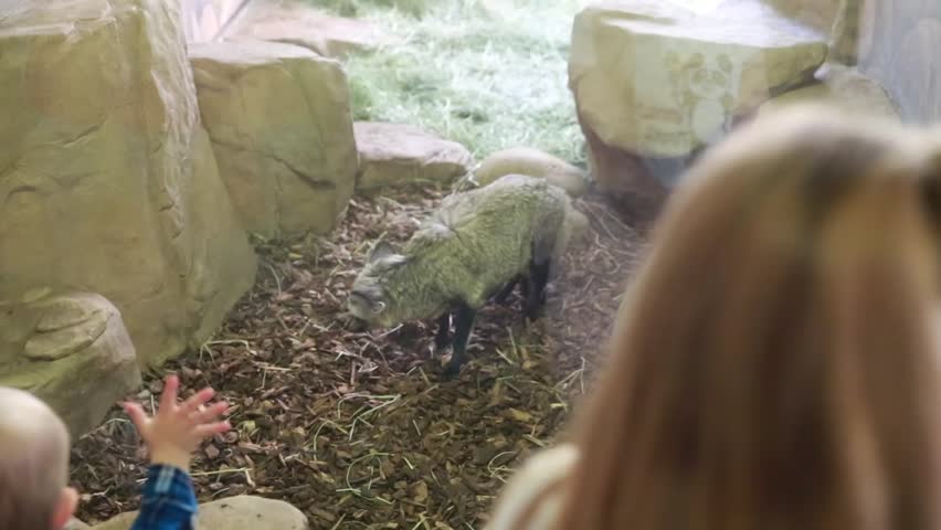 A mother and her baby boy looking at a bat eared fox in the zoo