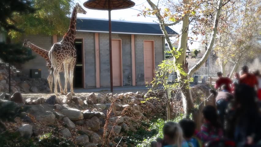 Families at the zoo watching the giraffes