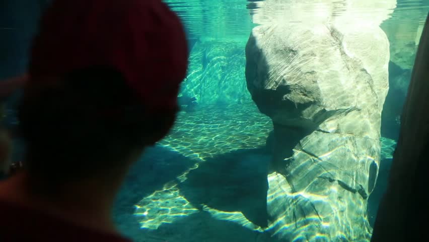 A small family watches the seals in an aquarium at the zoo