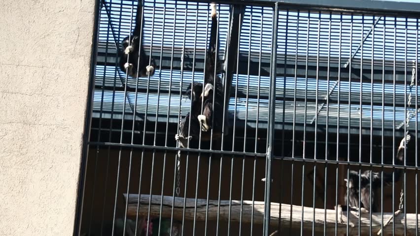 Monkeys in captivity at the zoo