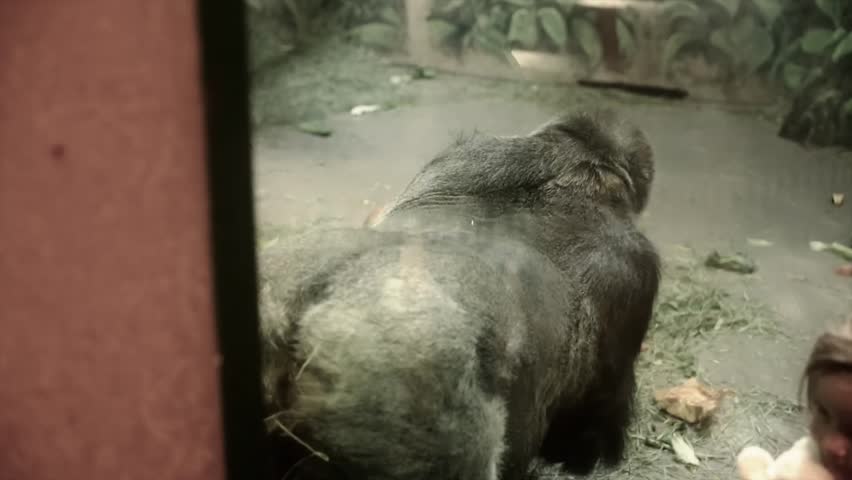 A little girl watches a gorilla in the zoo