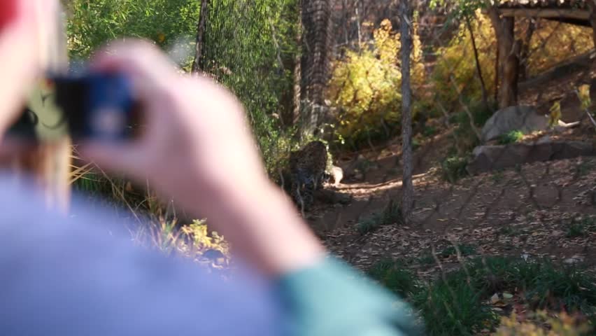 A man taking a picture of a leopard at the zoo