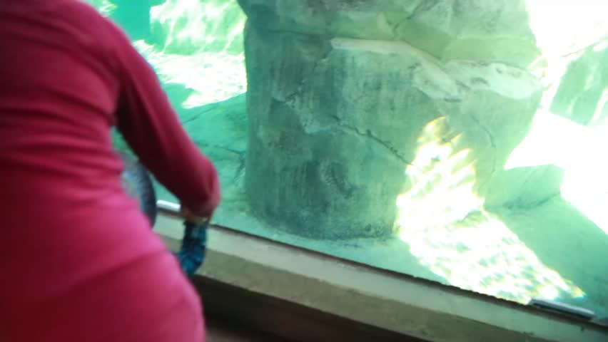 Little kids watching the seals swimming in an aquarium at the zoo