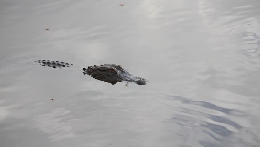 Alligator attacking a large carp