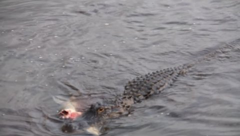 Alligator attacking a large carp