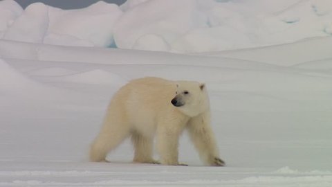 Polar bear wandering through an arctic landscape.