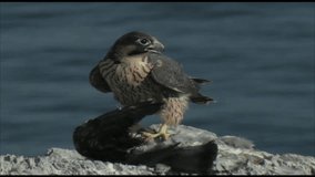 peregrine falcon eating a pigeon on the cliff