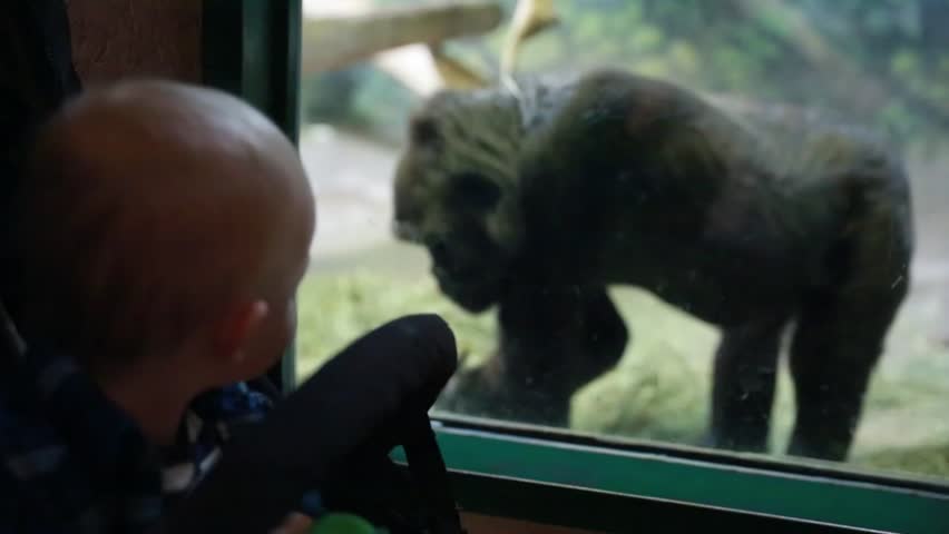 A baby boy and his mother watching a gorilla at the zoo